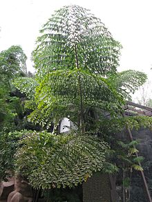 Bipinnate leaves of species of palm in the genus Caryota Caryota bipinnate leaves IMG 5385.JPG