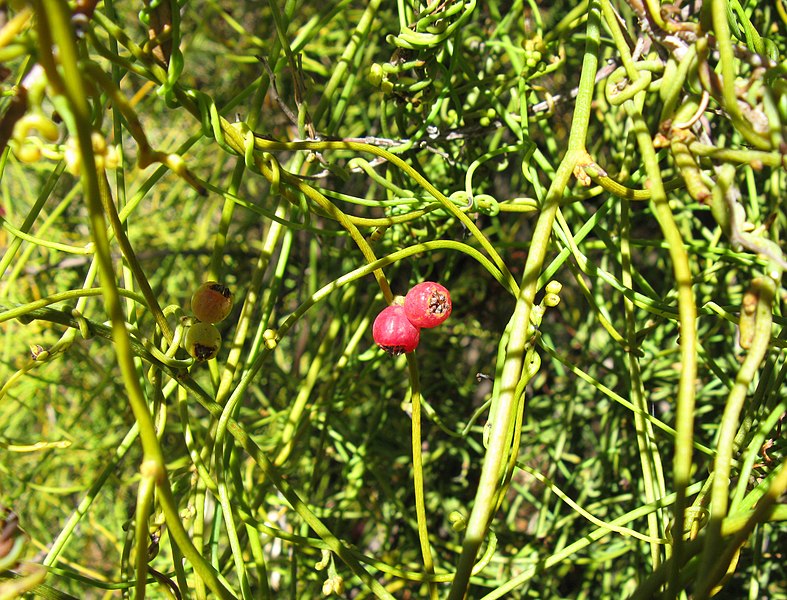 File:Cassytha ciliolata Fruit Flower Buds Haustoria IMG 3889s.JPG