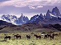 25.3 - 31.3: Chavals sin ina pastgira en la Patagonia en l'America dal Sid.