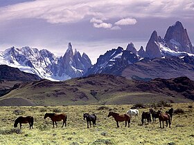 Baguales am Fuße des Fitz Roy-Massivs in Patagonien