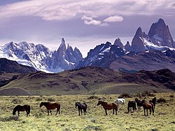 Horses at the foot of the Fitz Roy massif on the border between Chile and Argentina