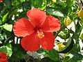 Cayena, fleur symbolique de Barranquilla.