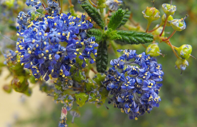 File:Ceanothus darkstar 01.jpg