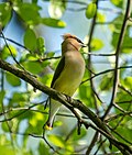 Thumbnail for File:Cedar waxwing in GWC (42656).jpg