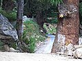 A mature giant tree in its natural habitat at Kalpa, Himachal Pradesh, India. (dry zone).