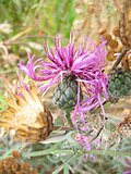 Драбніца для Centaurea sadleriana