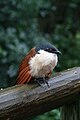 Centropus burchelli -Birds of Eden-8a.jpg