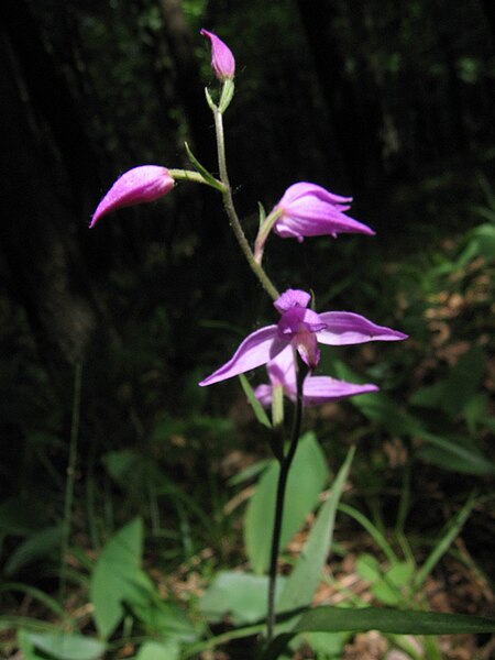 File:Cephalanthera rubra, Nedánov, Czech.jpg