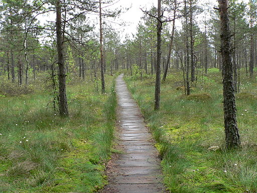 Cepkeliu swamps