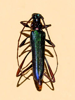 <span class="mw-page-title-main">Callichromatini</span> Tribe of beetle