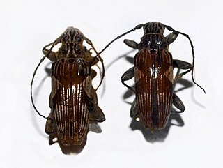 <i>Tmesisternus sulcatus</i> Species of beetle