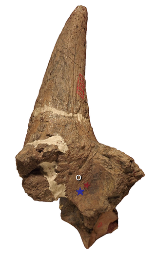 <i>Ceratops</i> Extinct genus of dinosaurs