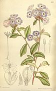 Ceratostigma willmottianum 140-8591.jpg