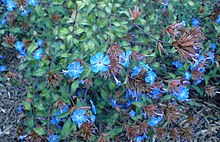 Ceratostigma willmottianum kz1.jpg