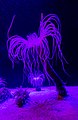 * Nomination Anemone (Ceriantharia), Cape Town Aquarium, South Africa --Poco a poco 09:29, 14 October 2018 (UTC) * Promotion Good quality. --Martin Falbisoner 12:08, 14 October 2018 (UTC)