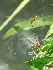 Bi-coloured damsel / Orange-tailed marsh dart Ceriagrion cerinorubellum ovipositing