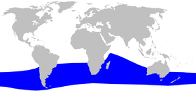 Cetacea range map Grays Beaked Whale.png