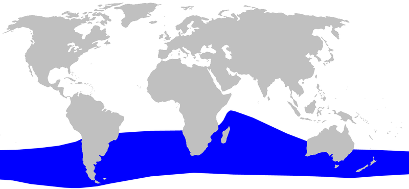 File:Cetacea range map Grays Beaked Whale.png