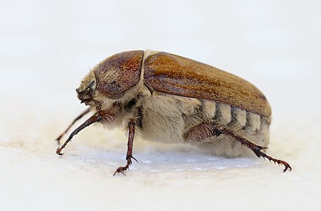 Summer Chafer