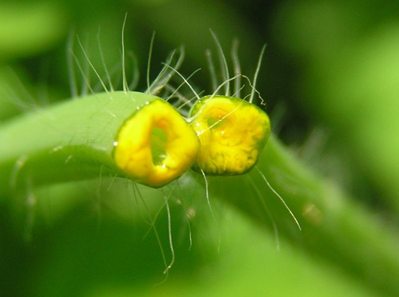 File:Chelidonium majus bialowieza forest juice beentree.jpg