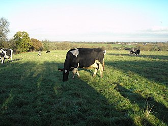 Cattle farming in the county Cheshire Cattle.JPG