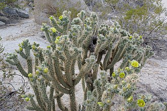 Blooming cholla cactus with bird's nest in Anza Borrego Desert State Park. Cholla Anza Borrego.jpg