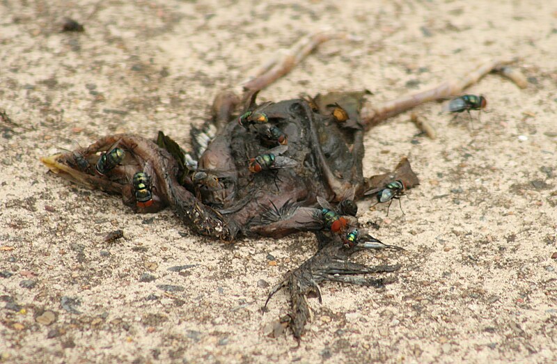 File:Chrysomya megacephala on baby bird.jpg