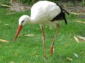 Cigüeña comiendo topillos en un prado de Nava del Rey (Valladolid).