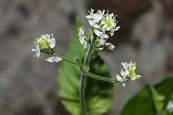 Pikkuvelholehti (Circaea alpina)