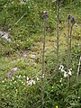 Cirsium palustre