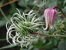 Clematis reticulata.jpg