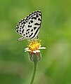* Nominācija: Close wing Nectaring of Castalius rosimon (Fabricius, 1775) - Common Pierrot --Sandipoutsider 20:12, 22 May 2024 (UTC) * * Nepieciešama recenzija