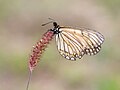 * Nomination Close wing nectaring position of Acraea issoria (Hübner, 1819) - Yellow Coster. (by Atanu Bose Photography) --Atudu 14:08, 2 October 2022 (UTC) * Promotion  Support Good quality. --Lrkrol 14:22, 2 October 2022 (UTC)