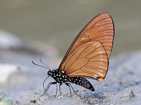 ไฟล์:Close wing position mud-puddling and peeing activity of Papilio slateri (Hewitson,1859) – Blue-striped Mime (Male).jpg