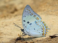 Close wing posture sucking of fluid from dead bee by Charaxes delphis (Doubleday, 1843) - Jewelled Nawab.jpg