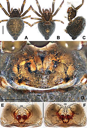 Bildbeschreibung Coddingtonia erhuan (10.3897-zookeys.886.35492) Abbildung 4.jpg.