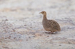 Dėmėtasis tinamas (Nothura maculosa)