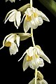 Coelogyne longibulbosa