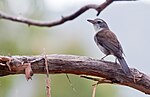 Colluricincla harmonica -Tasmania-8.jpg