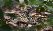 Thumbnail for Colorado checkered whiptail