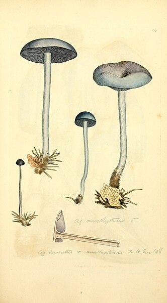 File:Coloured figures of English fungi or mushrooms (Tab. CLXXXVII) (8229421191).jpg