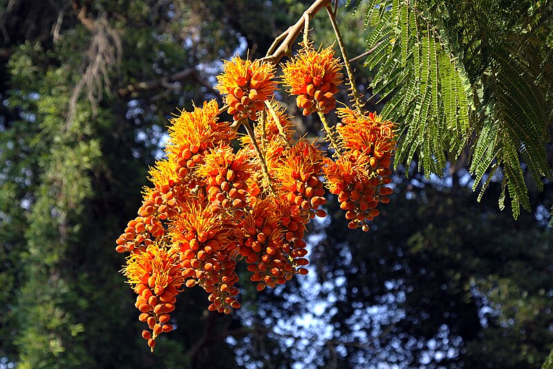 File:Colvillea racemosa 50D 5974.jpg