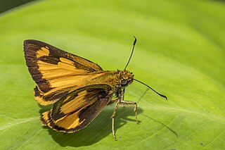 <i>Osmodes thora</i> Species of butterfly