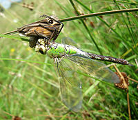 Libellule en train de manger un papillon.