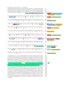 This conceptual translation of c22orf23 includes post-translational modifications indicated on the right, start codon in green, stop codon in red, exon-exon junctions in blue, polyadenylation tail in orange, and highly conserved amino acids in purple. Conceptual Translation of C22orf23.png