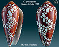 Conus episcopatus 5.jpg