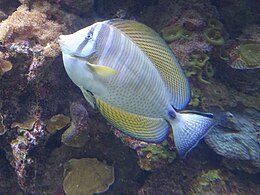 Red Sea fish 2