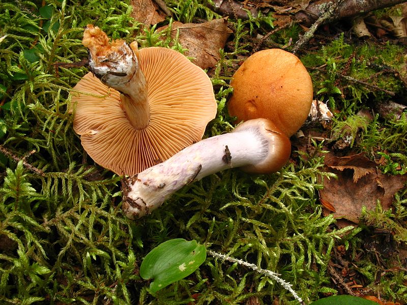 File:Cortinarius slimy (7996920740).jpg