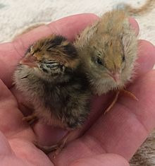 Japanese quail after 7 days (left) and king quail after 20 days (right) Coturnix japonica day 07 and king Quail day20.jpg