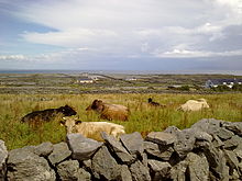 Inishmaan, Ireland